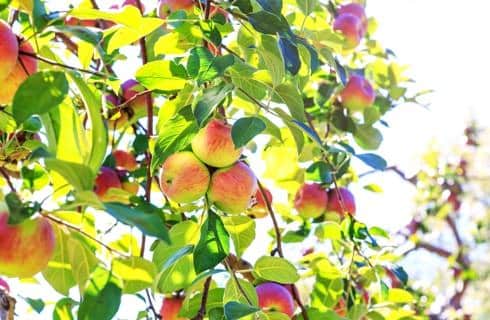 Peaches colored pink and yellow hanging from branches