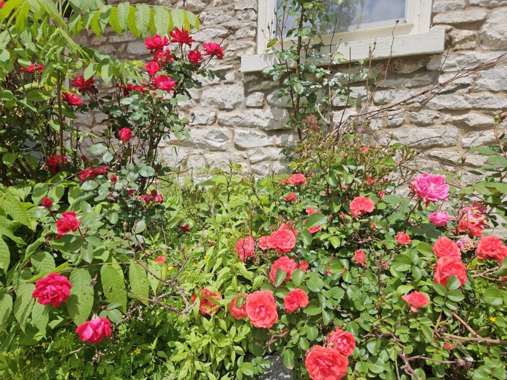 Red rose bushes blooming along a stone wall beside a window garden scene