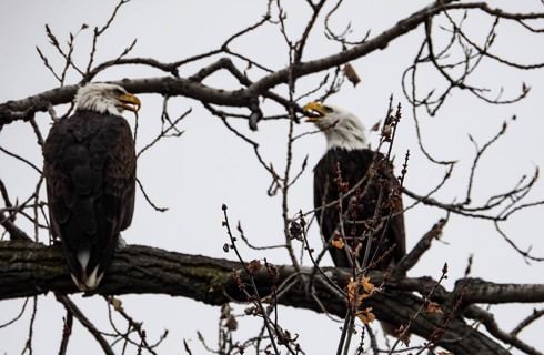 Two bald eagles sitting in tree